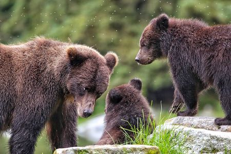 Private WILD Bear Viewing Adventure by Boat in Sitka