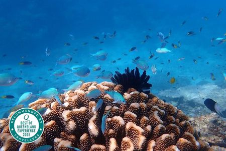 Cairns: Small Group | Outer Great Barrier Reef Snorkel & Dunk Is.