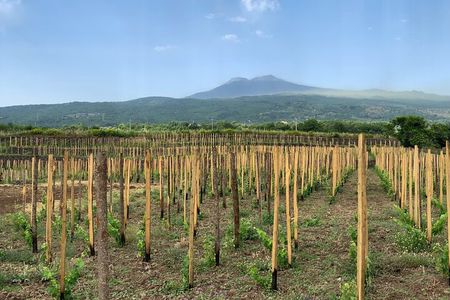 Etna Wine Tasting Tour with Lunch and Local Delicacies