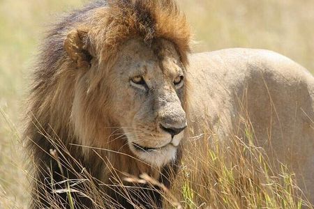 Half day Guided Game Drive Safari in Nairobi Park by 4x4 Jeep