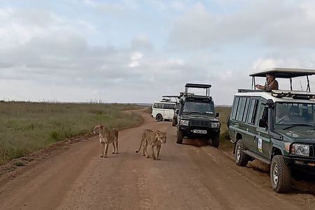 Half day Guided Game Drive Safari in Nairobi Park by 4x4 Jeep