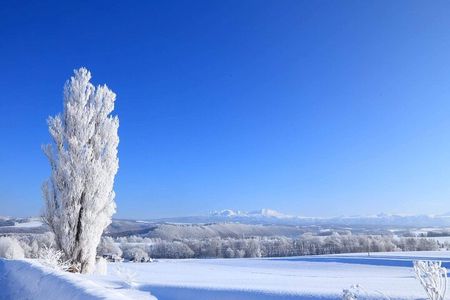 Luxury Hokkaido Day Tour to Asahiyama Zoo and Biei Blue Pond