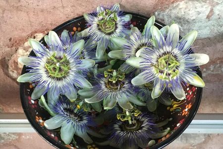 Aromatherapy Workshop / Silk Road mysticism in old Istanbul