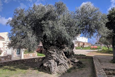 Falassarna beach and wine tasting tour (price per group of 6)
