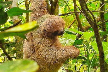 Sloth tour, Coffee, Chocolate and Tons of Wildlife 