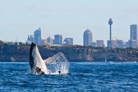 Sydney Harbour Whale Watching Experience