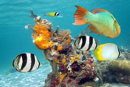 Sailing at Isla Contoy & Isla Mujeres! Snorkel at Ixlache Reef