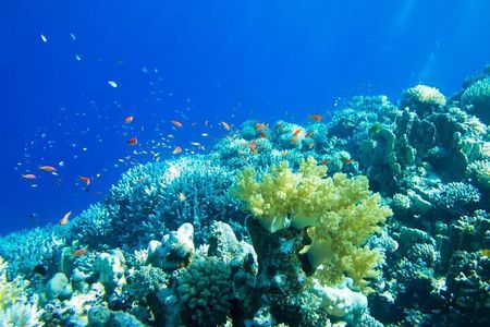 Isla Contoy Incredible Tour! Round Transportation From Cancun & Playa Del Carmen