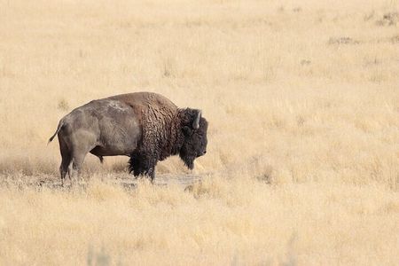 Private Antelope Island State Park Tour