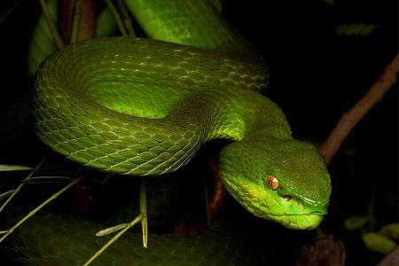 Hoi An Night Herping Tour Snakes Vipers and Wildlife