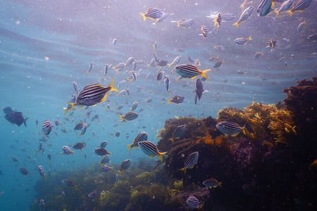 Snorkeling To Discover Sydney's Underwater Wonders
