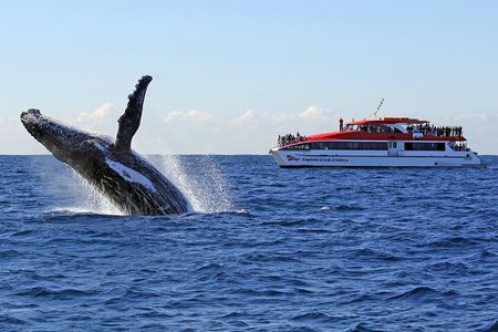 Sydney Whale Watching Cruise from Circular Quay