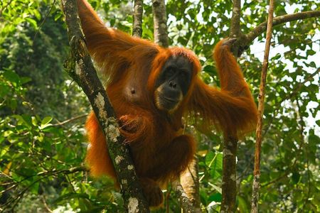 1 Day Orangutan Jungle Trek in Sumatra