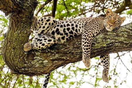 5 Day Private Midrange Safari in Tanzania