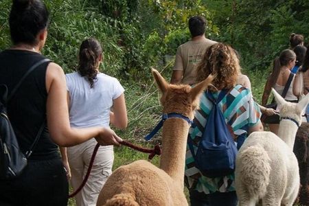 Walk with the Alpacas of Monviso in the green of Turin