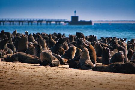 Pelican Point Peninsula Tour- visit the seal colony