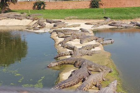 Cheetah Outreach Giraffe Encounter with Crocodile Private Tour