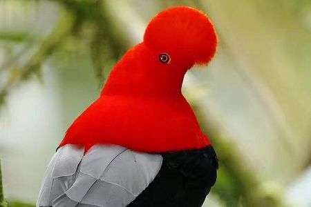 Mindo Birdwatching Discover the Hidden Wonders of Ecuador