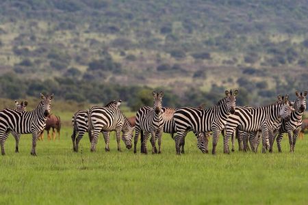 Akagera National Park Wildlife Experience