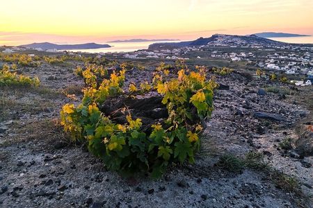 Terroir Santorini-Grand Sunset Experience