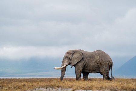 2-Day Tanzania Wildlife Safari from Zanzibar