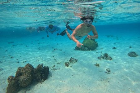 Barrier Reef Snorkeling from Hopkins Village
