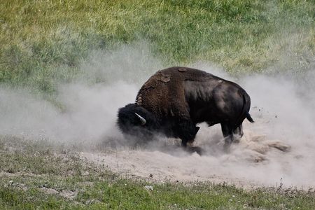 Private Full Day Tour of Yellowstone's Natural Wonders