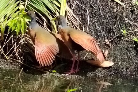 Gatun Expedition Monkey island Tour