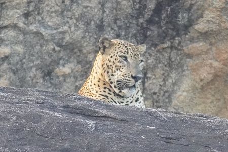 4 Hours Private Yala Safari Day Tour