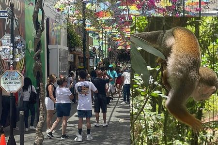 Combo : of Monkeys and Historical City Tour