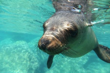 Swim with Sea Lions in La Paz