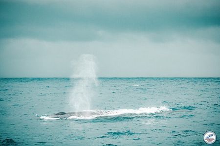 Whale Watching Mirissa Ultimate Tour in Sri Lanka with Breakfast