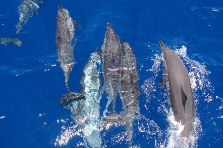 All-inclusive Elite VIP Dolphin House with Massage & Water Sport