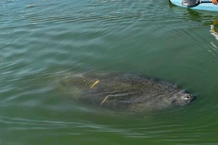 Bonita Springs Eco Kayak Tour – Best Gear, Premium&Clear Kayaks