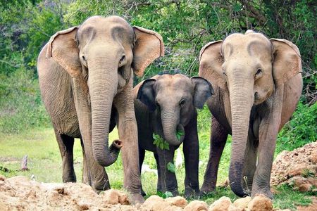 Sri Lanka Multi days Tour - Private Driver & vehicle