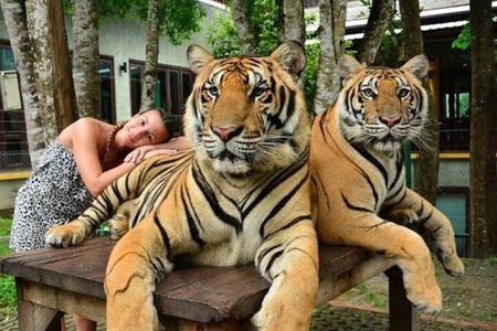 Phuket city tour with Tiger Experience (Best Seller)