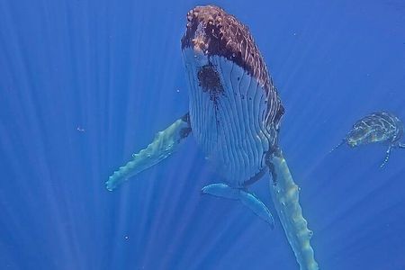 Guided Small Group Whale Watching and Swim Tour Tahiti