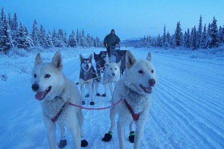 8-10km Husky Ride in the Taiga and Visit other farm animals
