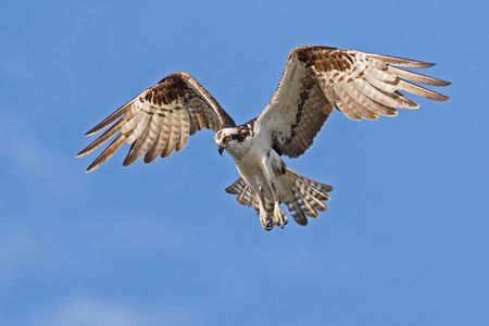 Barbados Bird Watching Experience (Transport Included)