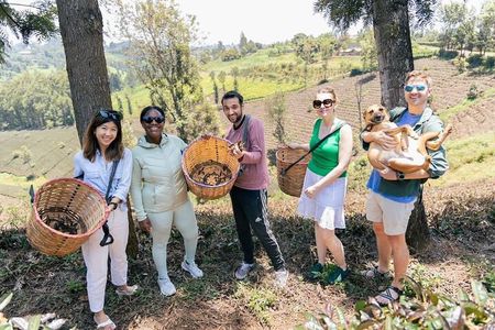 Purple Tea Farm Day Trip at Gatura Greens From nairobi