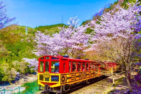 Kyoto Highlights Tour: Arashiyama, Nara Park and Fushimi Inari