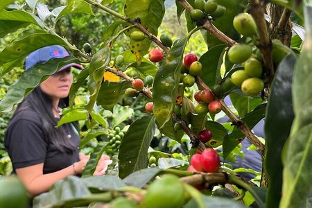 Coffee and Cacao Tasting Experience in Mindo from Quito