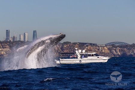 Private Luxury Intimate Whale Watching