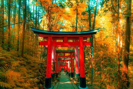 Crowd-Free Kyoto: Fushimi Inari, Nijo Castle & Kinkaku-ji