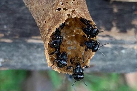 La Fortuna: Tour de abejas nativas y degustación de miel curativa