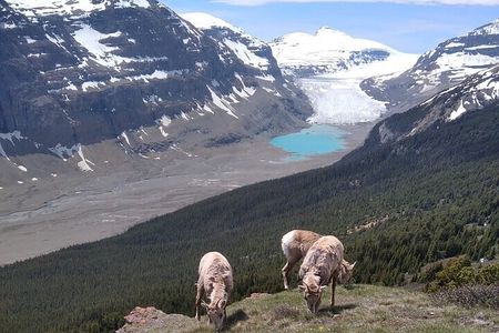 Hiking the Columbia Icefields Region with Your Private Guide