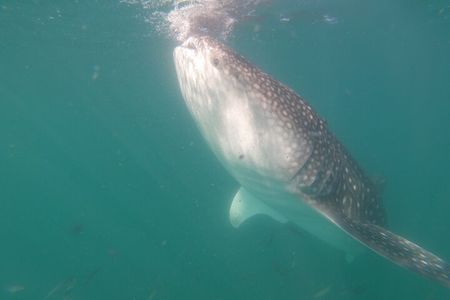 Swim with Whale Sharks in La Paz