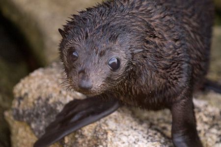 Seal Sanctuary Tour - Guided Kayaking - New Zealand