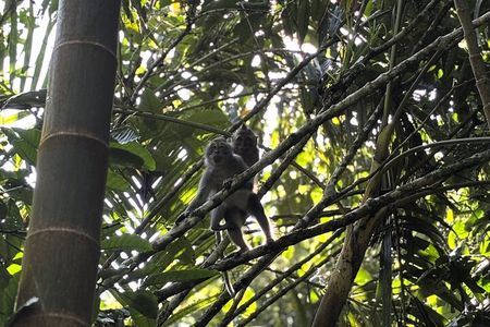 Jungle Trekking at Mt. Batukaru, scenic Waterfall & village life
