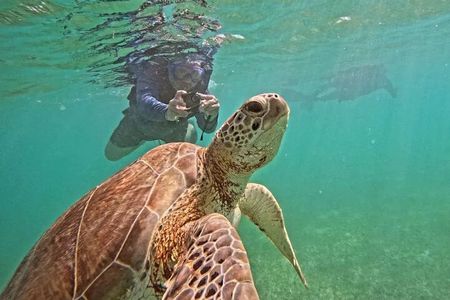 Playa del Carmen Tour Akumal Swimming With Turtles And Lagoon Yal Ku